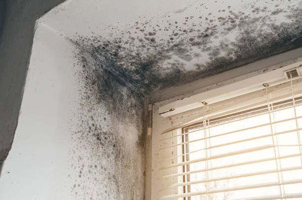 Affordable Hvac And Air Duct Mold Remediation solutions in Hamburg, NJ